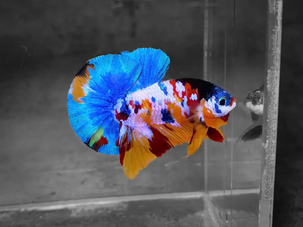 koi-multicolor-candy-plakat-male-betta-fish-3.webp