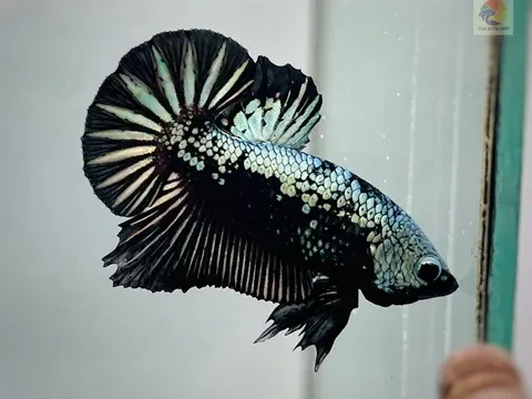 black-samurai-plakat-male-betta-fish_3_480x480.webp