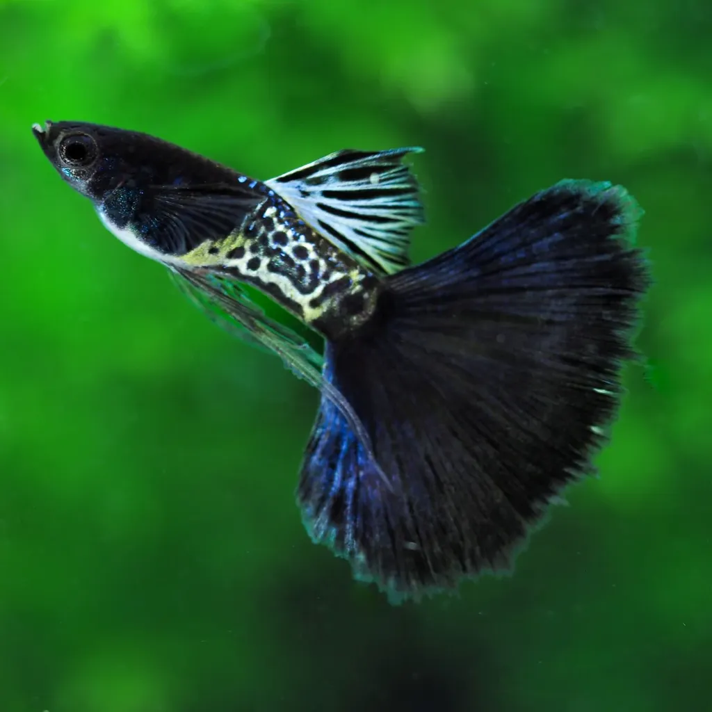 Metal Black Guppy