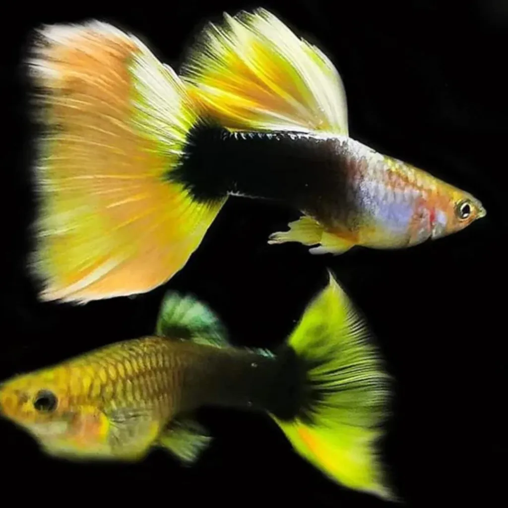 Yellow Taxi Guppy