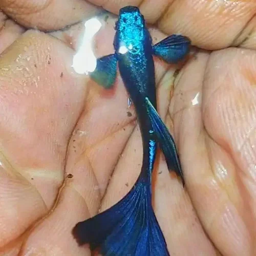 Electric Blue Guppy