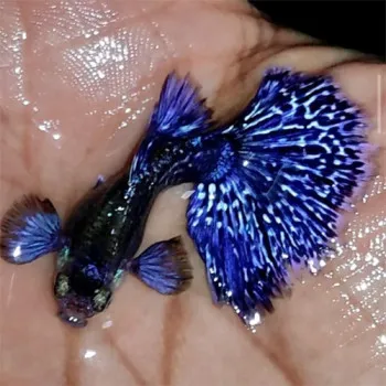 Purple Berry Dragon Guppy