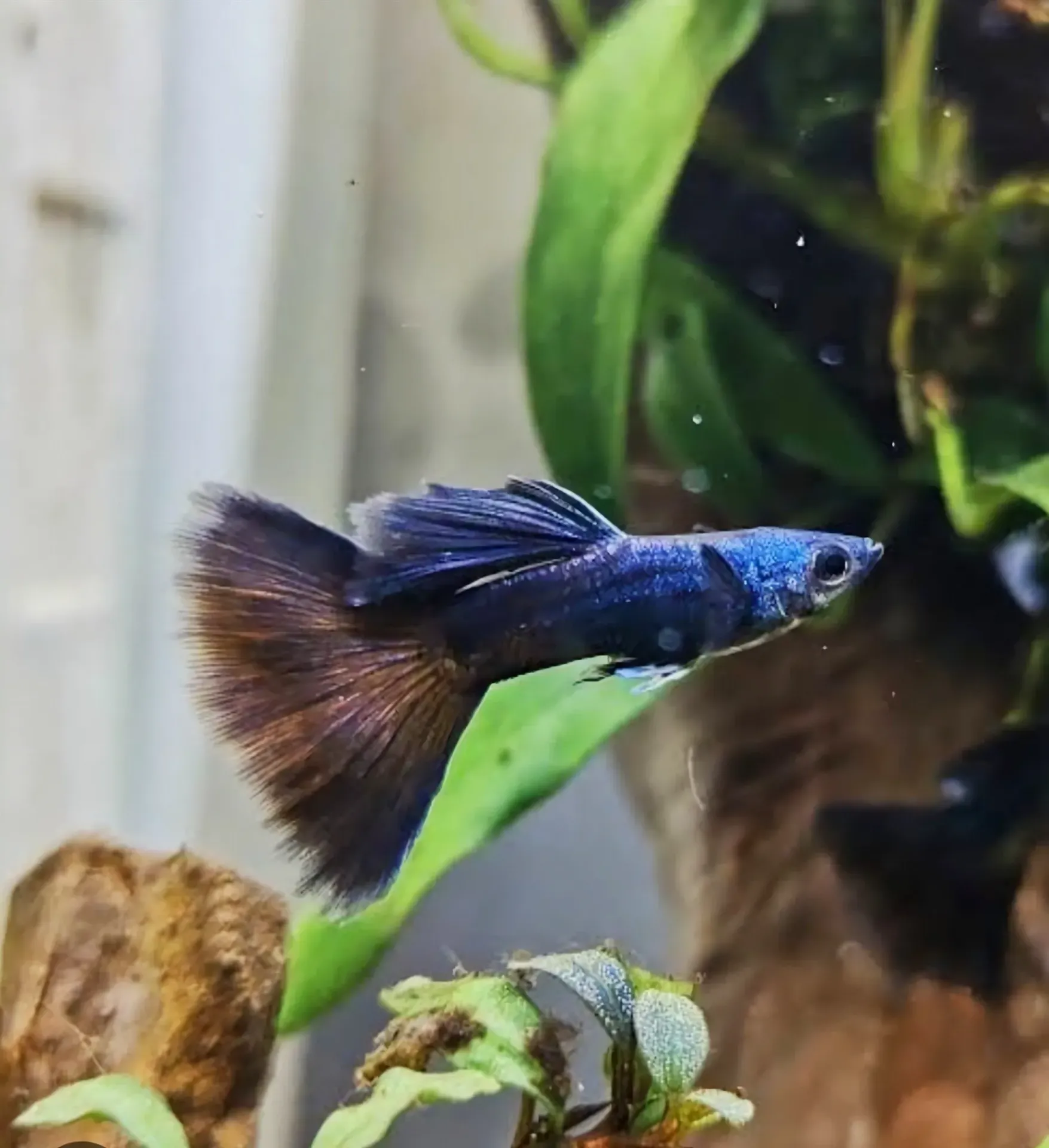 Moscow Chocolate Guppy