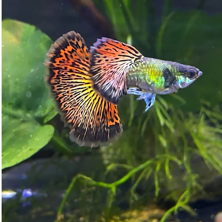 Silverado Dark-Night Dragon Guppy