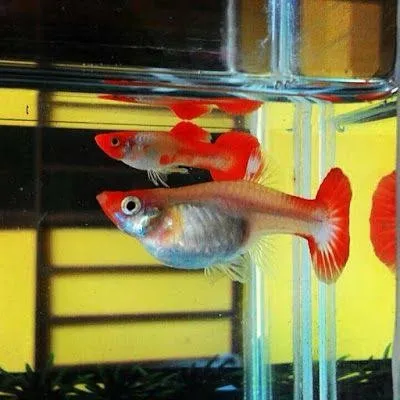 Blond Koi Short Body Guppy