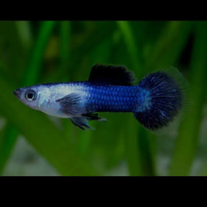 Blue Panda Guppy