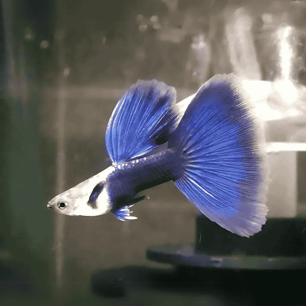 HB (Half Black) Blue Guppy