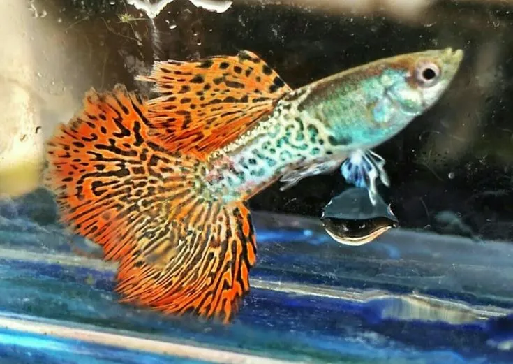 Metal Red Guppy