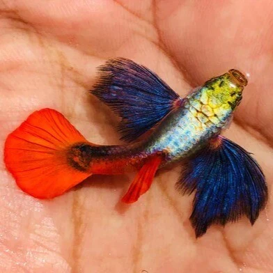 Platinum Red Big Ear Guppy