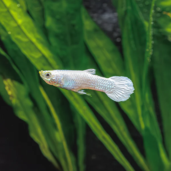 Sri Lankan Snow White Guppy