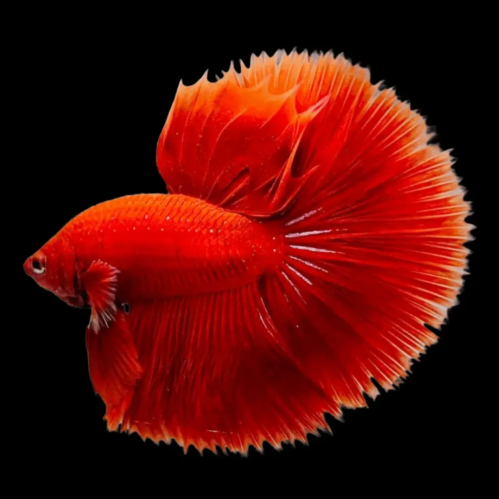 Red Ohm Betta