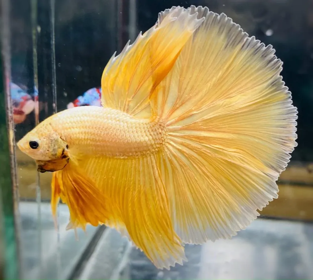 Banana yellow Ohm Betta