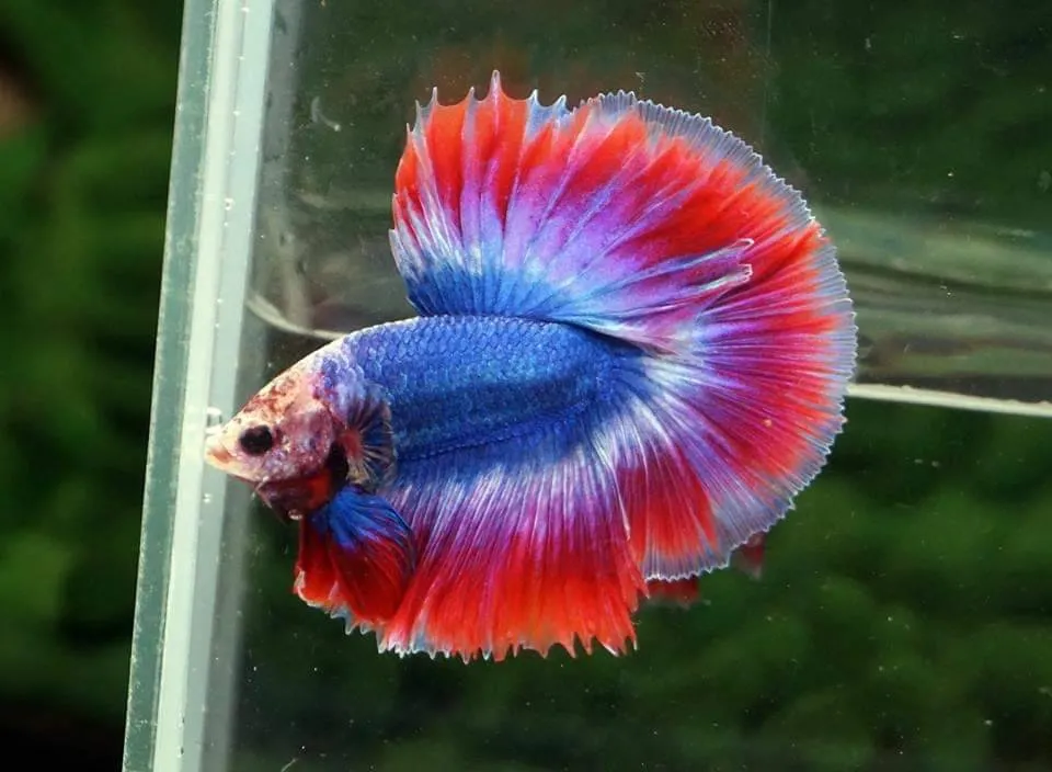 Thai Flag Ohm Betta