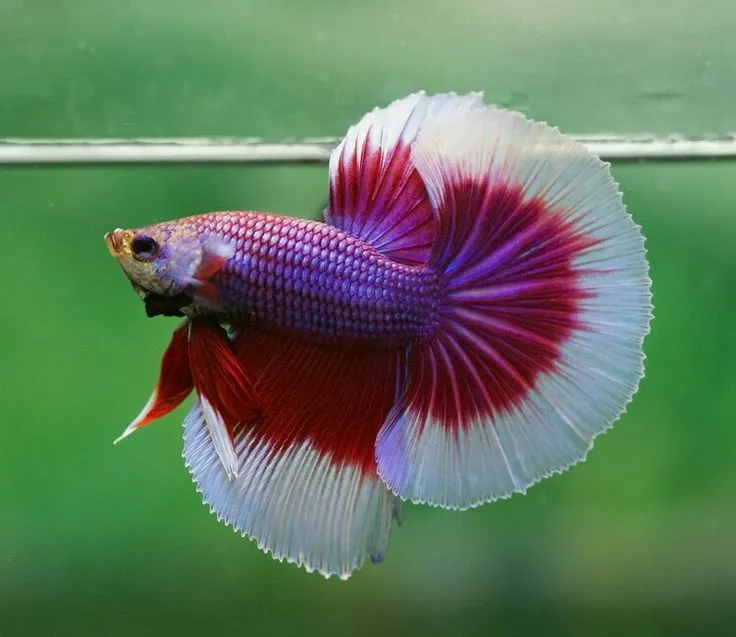 Red Butterfly OHM Betta