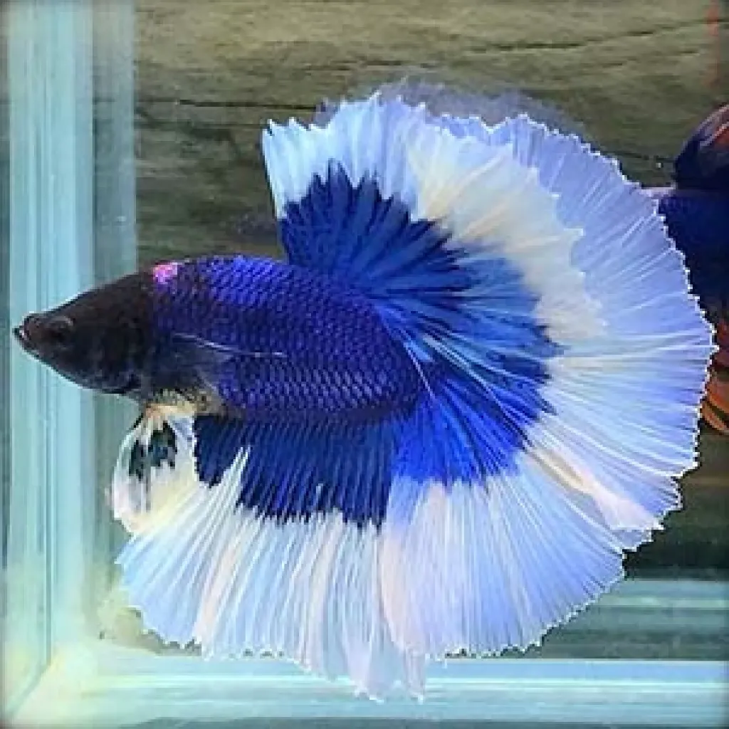 Blue Butterfly Ohm Betta