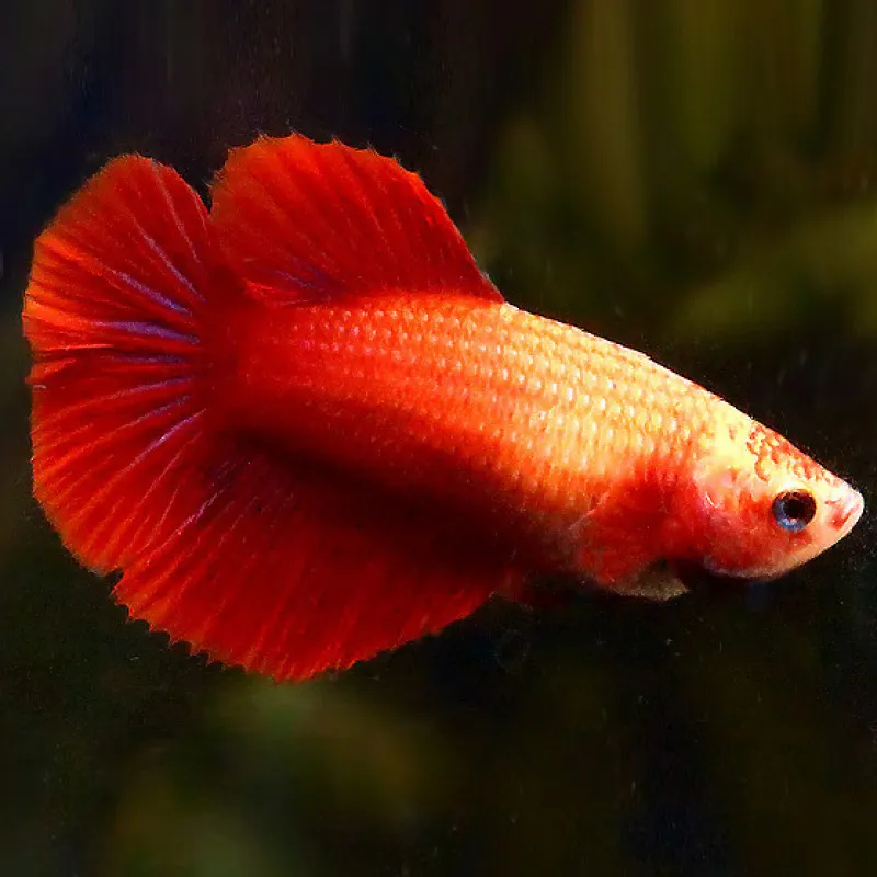 Ohm Female Betta