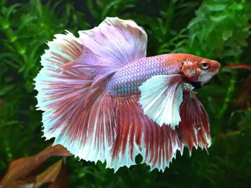 Dumbo OHM betta