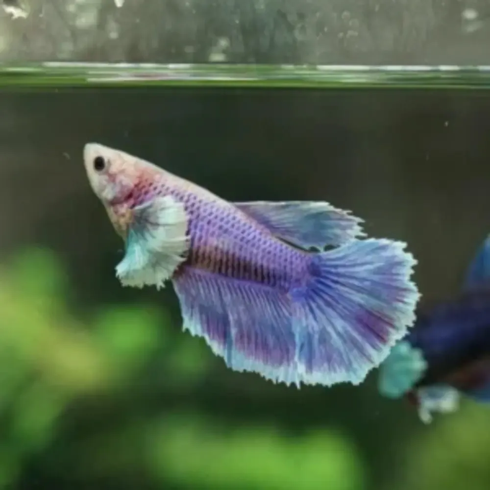 Dumbo OHM Female Betta