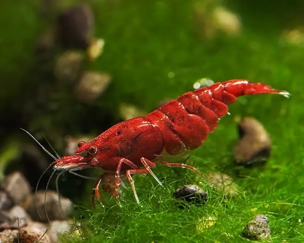 Fire Red Shrimp