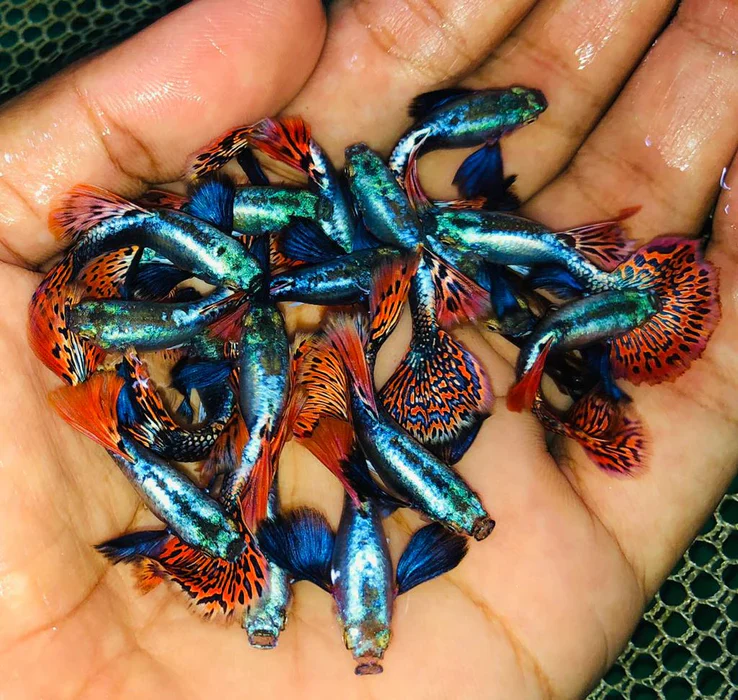 Chilli Dumbo Guppy