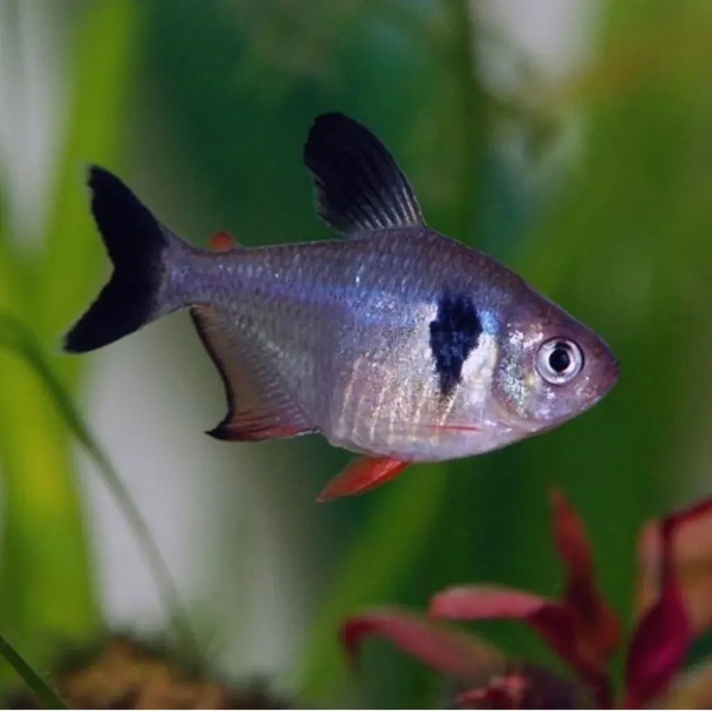 Phantom Tetra