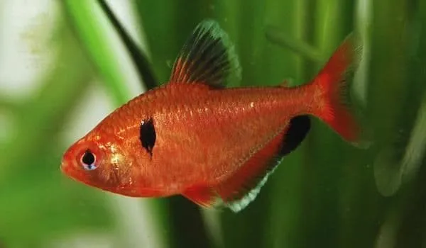 Serpae Tetra
