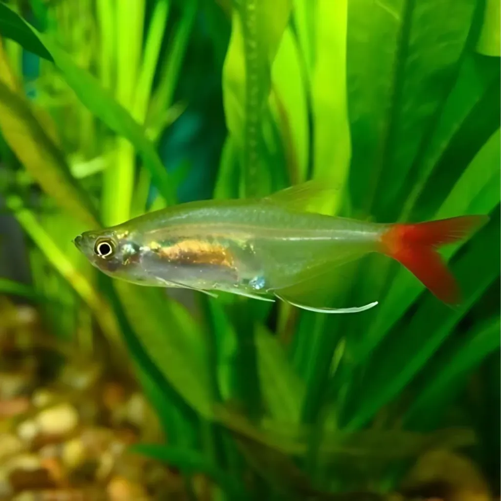 Bloodfin Tetra