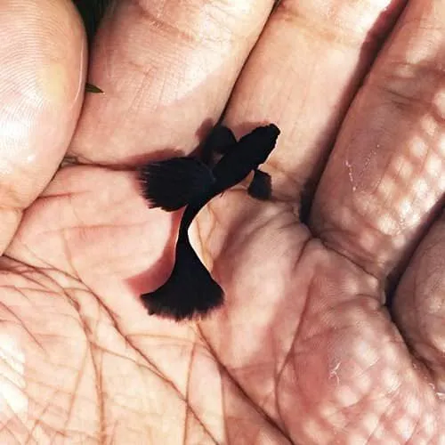 Full Black Dumbo Ear Guppy