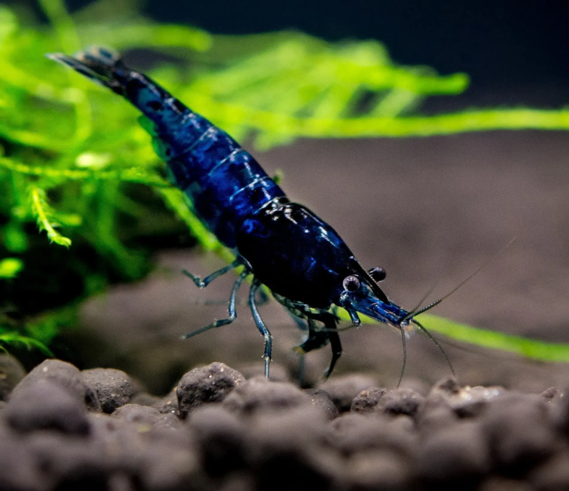 Blue Shrimp