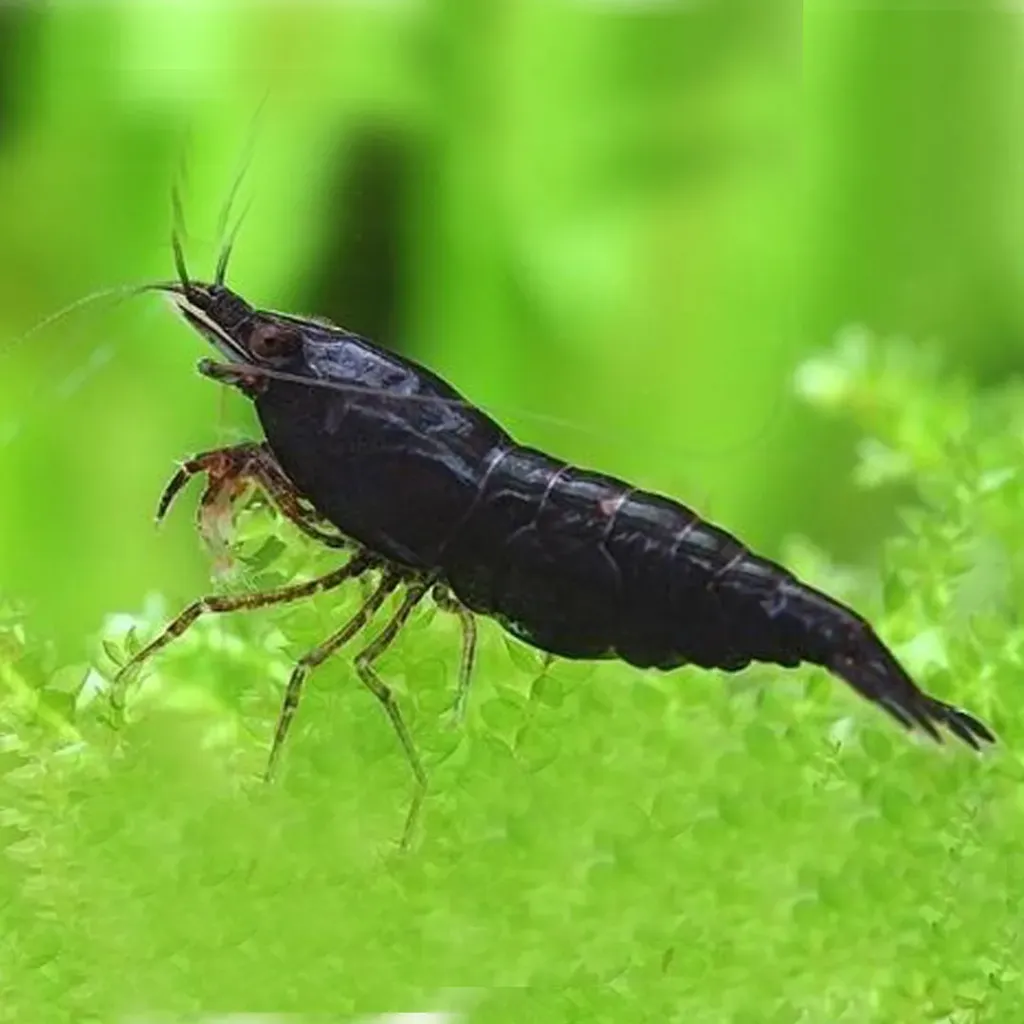 Black Shrimp
