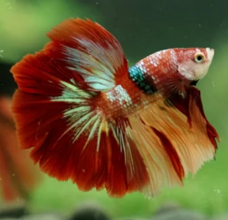 Nemo Candy OHM Male