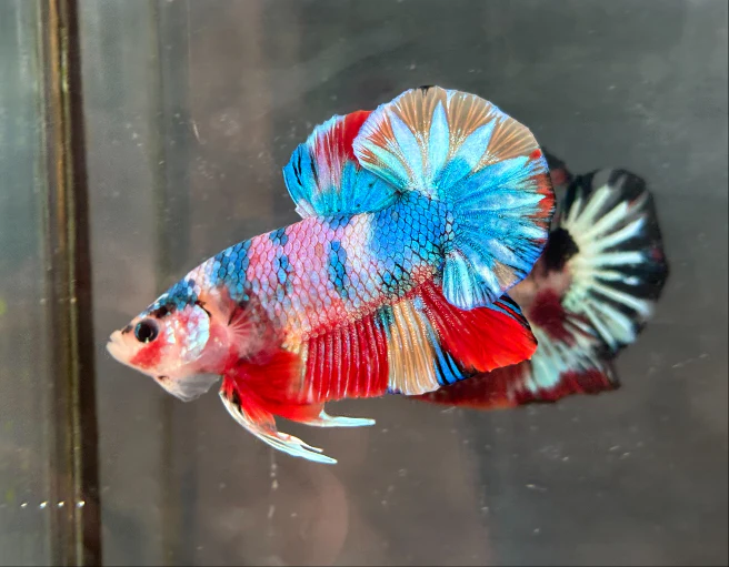 Candy Plakat (PK) Male