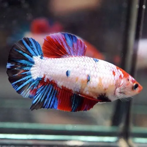 Candy Female Betta