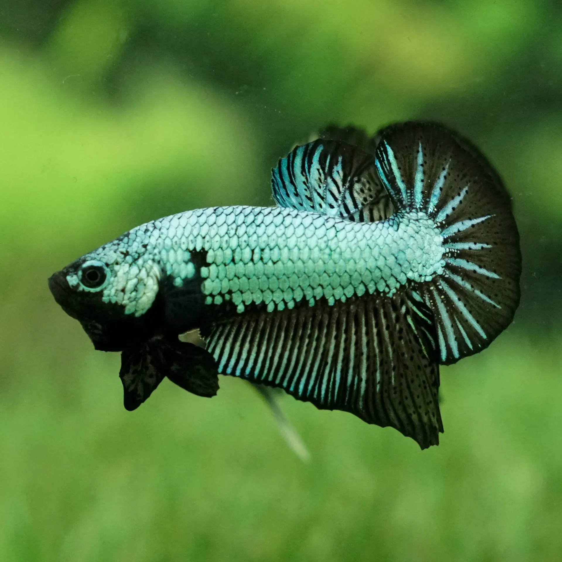 Black Samurai Plakat Male