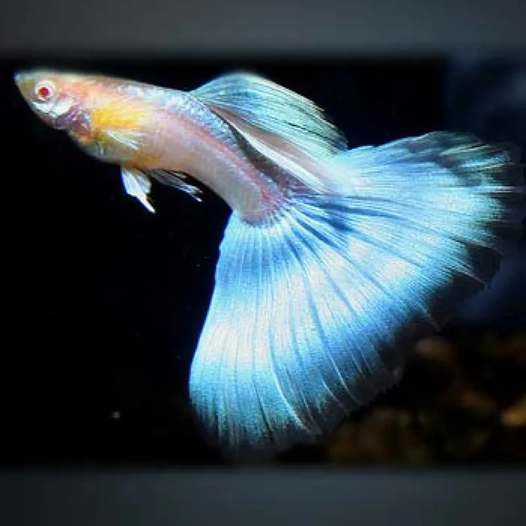 Japan Blue Guppy