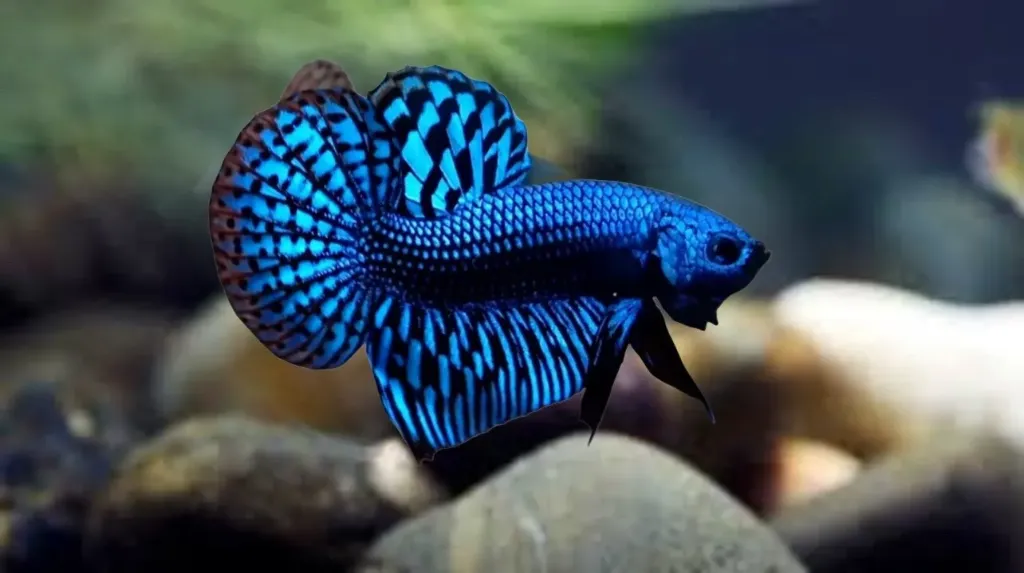 Alien PK (Plakat) Male