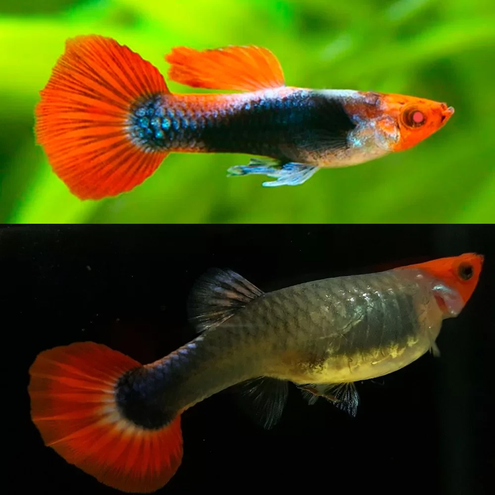 Tuxedo Koi Guppy