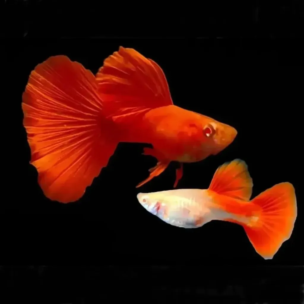 Albino Full Red (AFR) Guppy