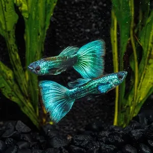 Green Moscow Guppy
