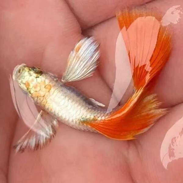 Santa Claus Dumbo Guppy