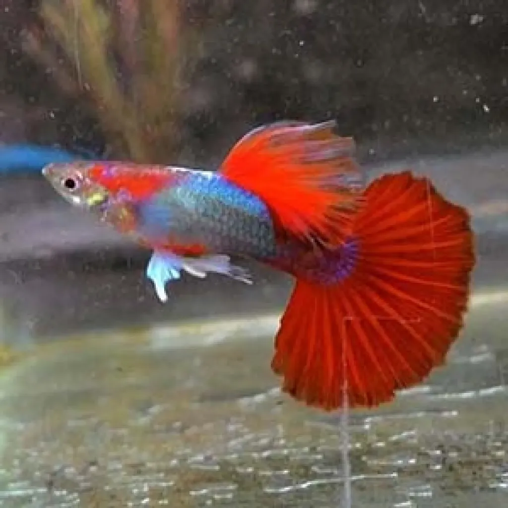 Brazilian Red Guppy
