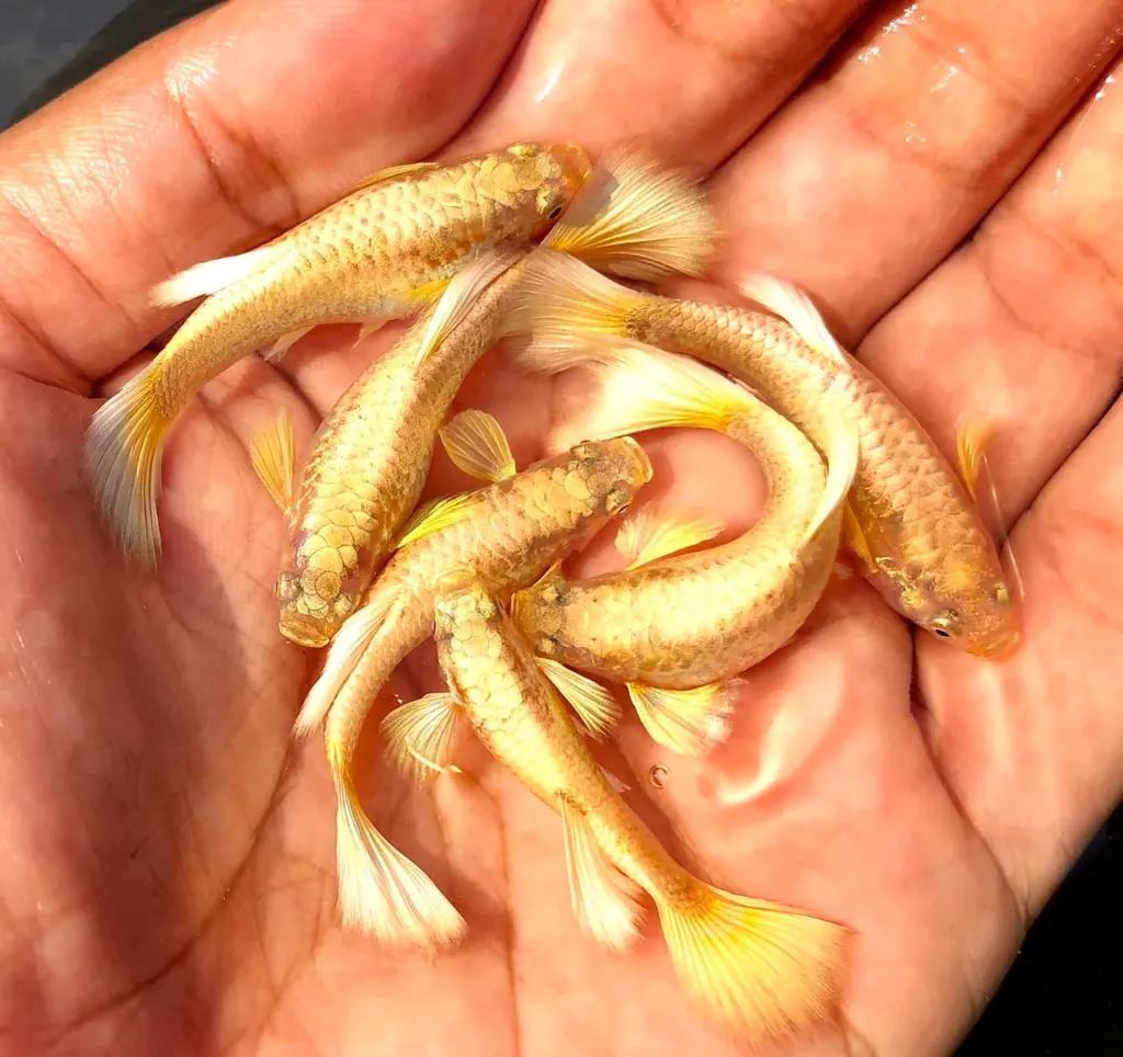 Full Gold Guppy